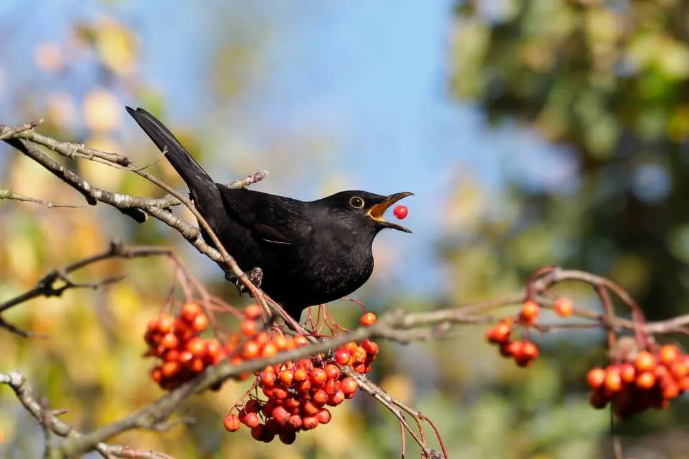 Blackbird eating Rowan berries. 