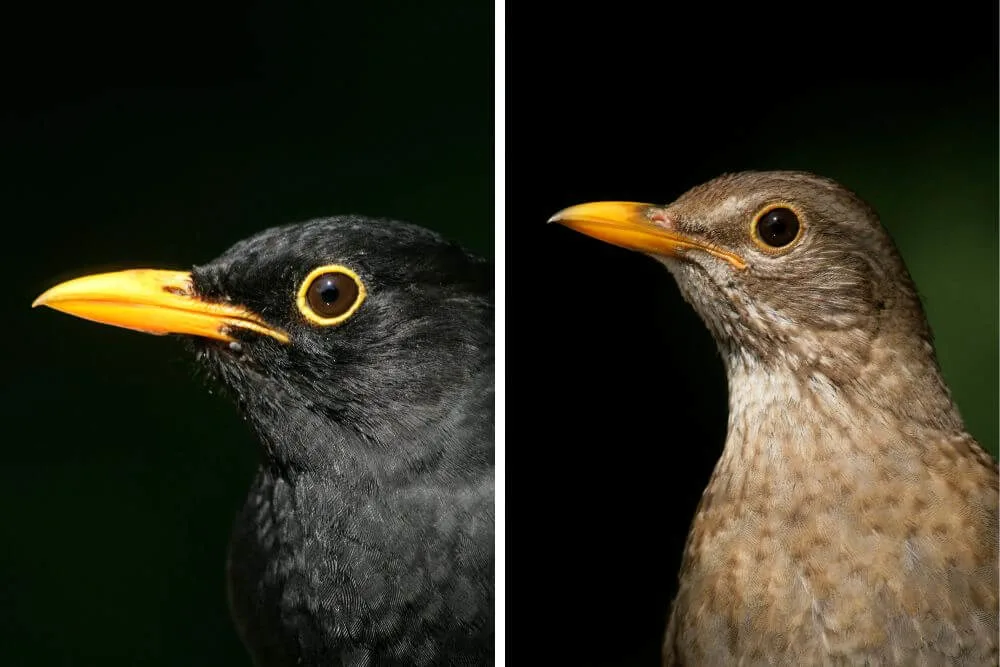 Head of male and female Blackbird.