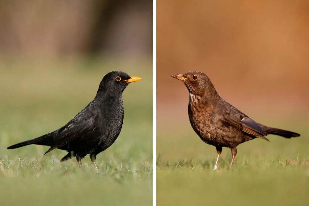 Male and female Blackbird.