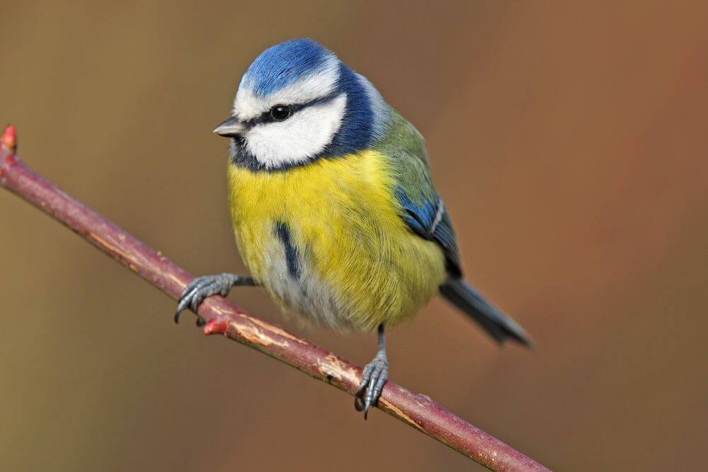 Garden Birds in Ireland: Identification Guide with Useful Tips
