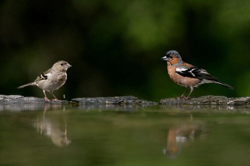 Female and male Chaffinch. 