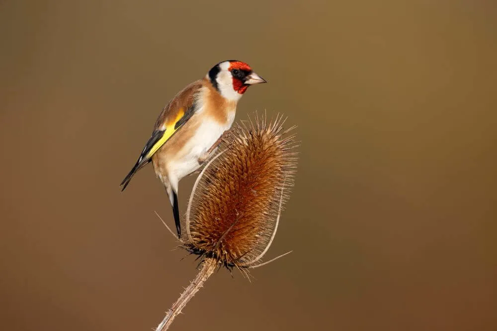Goldfinch feeding on thistle seeds.