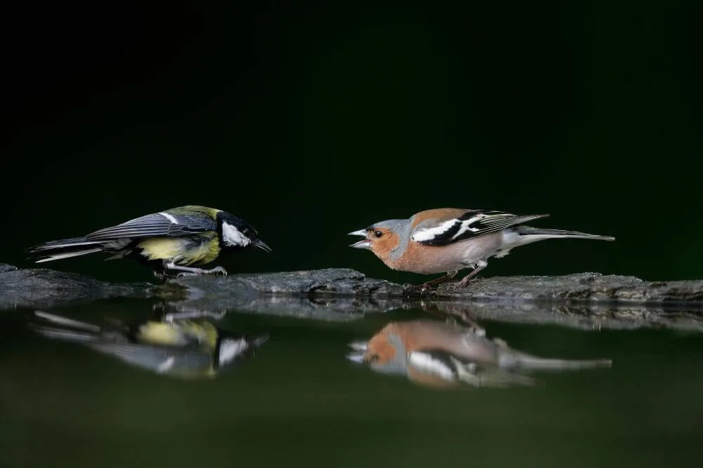 Aggression between Great Tit and Chaffinch at water bath. 