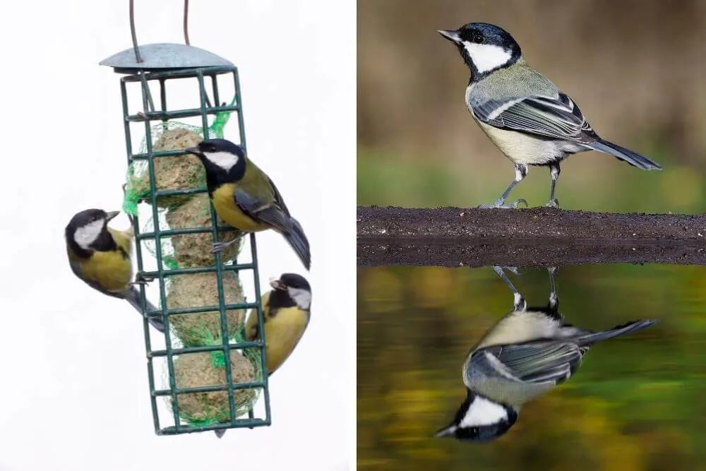 Great Tit birds at feeder and individual Great Tit at water bath.
