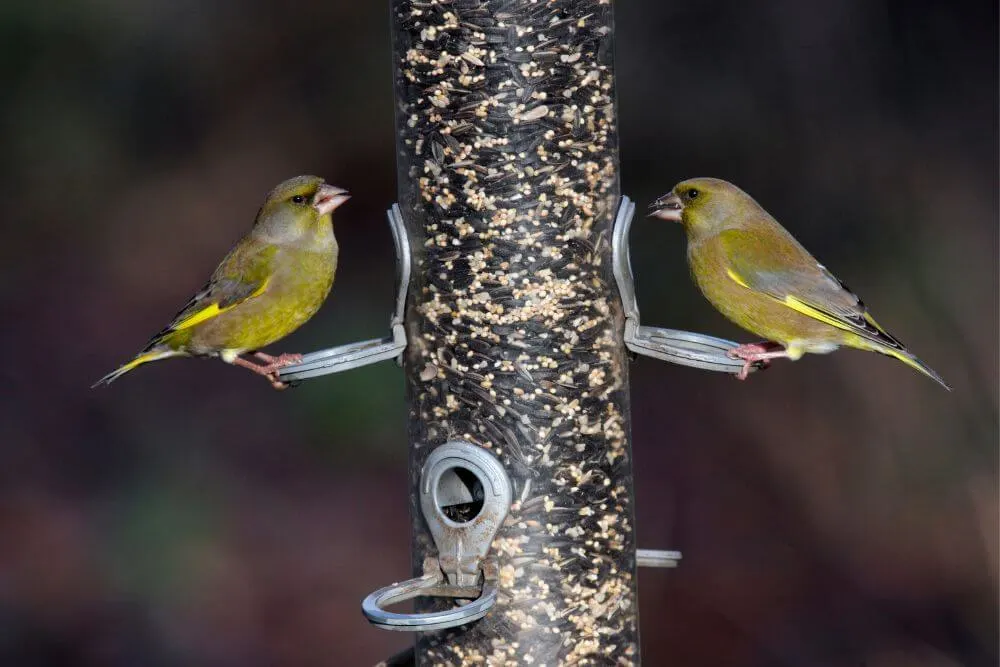 Grünfinken an einer Vogelfutterstelle