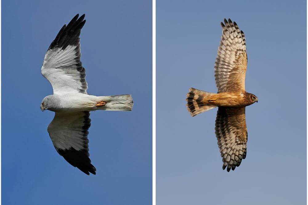 Male and female Hen Harrier