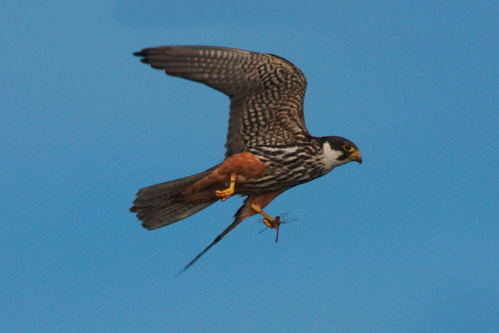Hobby with dragonfly prey