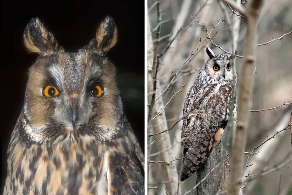 Long-Eared Owl with orange eyes and well camouflaged plumage.