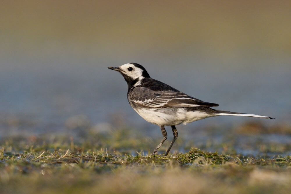 Pied Wagtail on the ground.