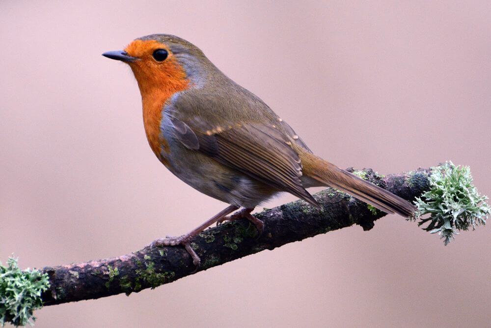 Bird Watching in Ireland: What You Need to Know