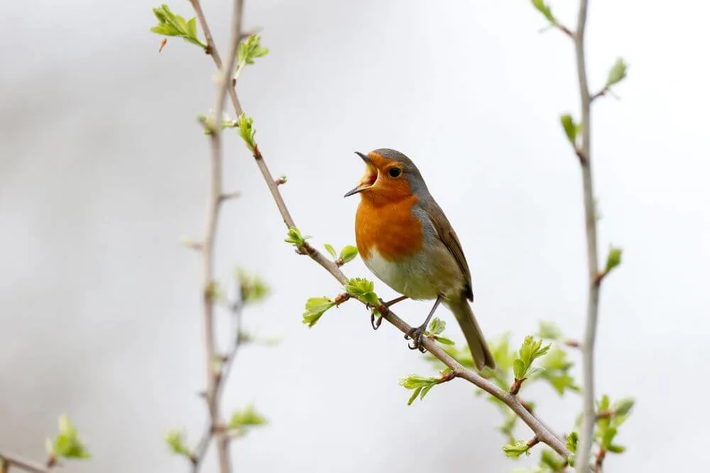 A robin singing on a branch with new leaves. 