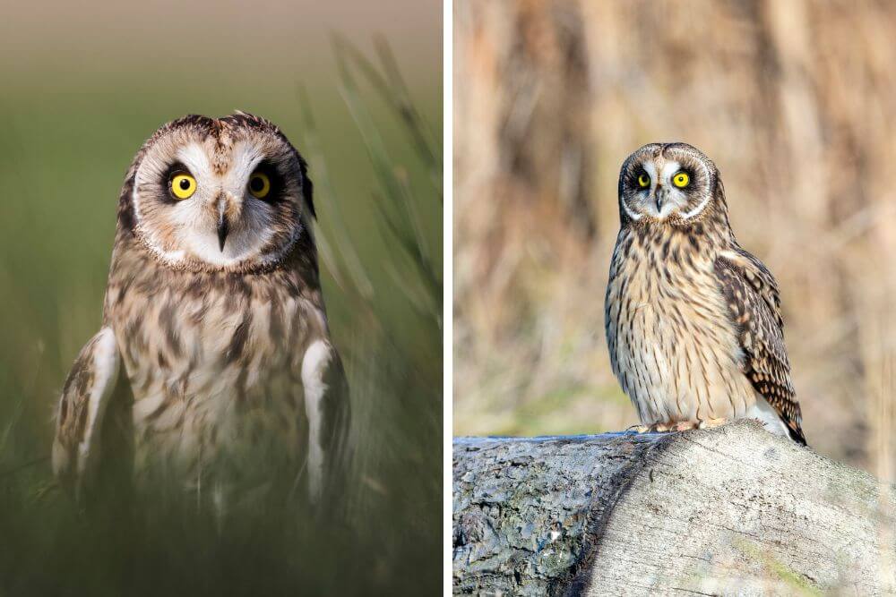 Short-Eared Owl with yellow eyes