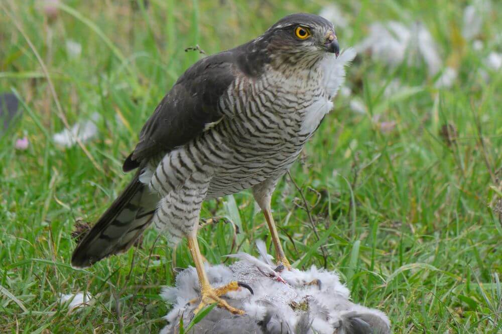 Sparrowhawk with prey.