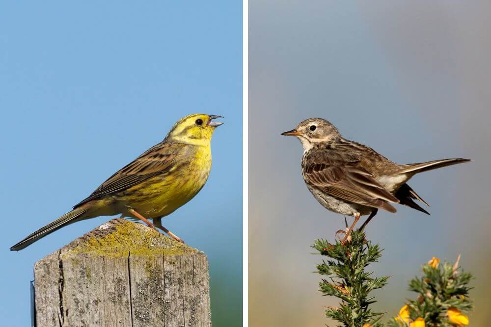 Yellowhammer (L) and Meadow Pipit (R). 