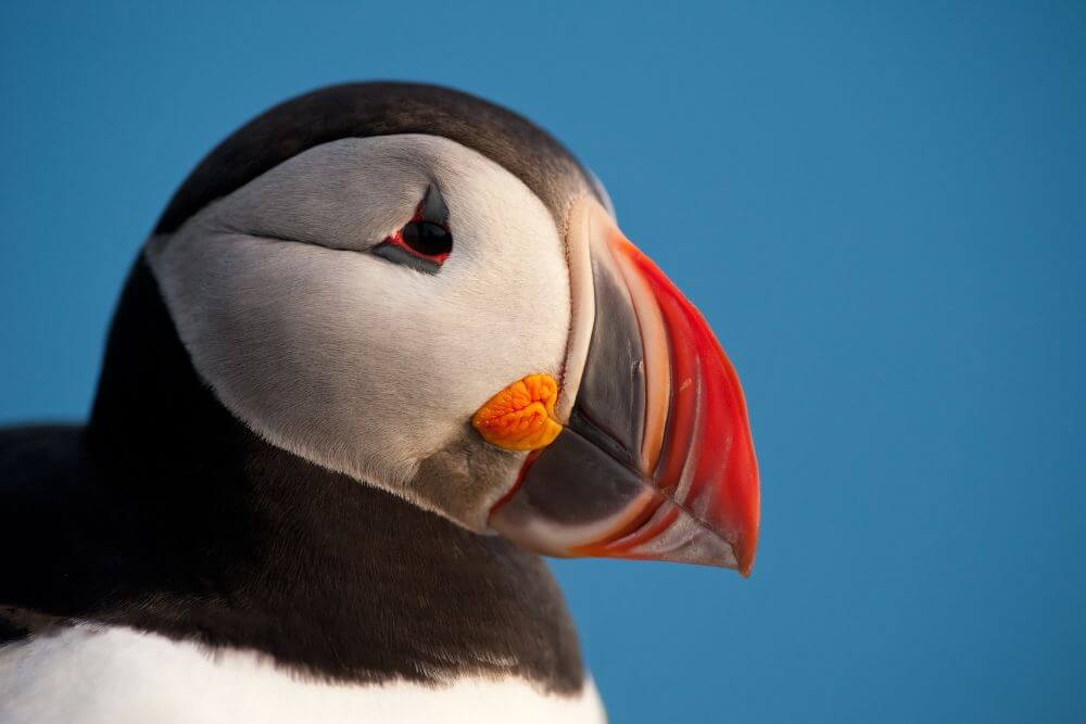 The colorful bill of an Atlantic Puffin in Summer.
