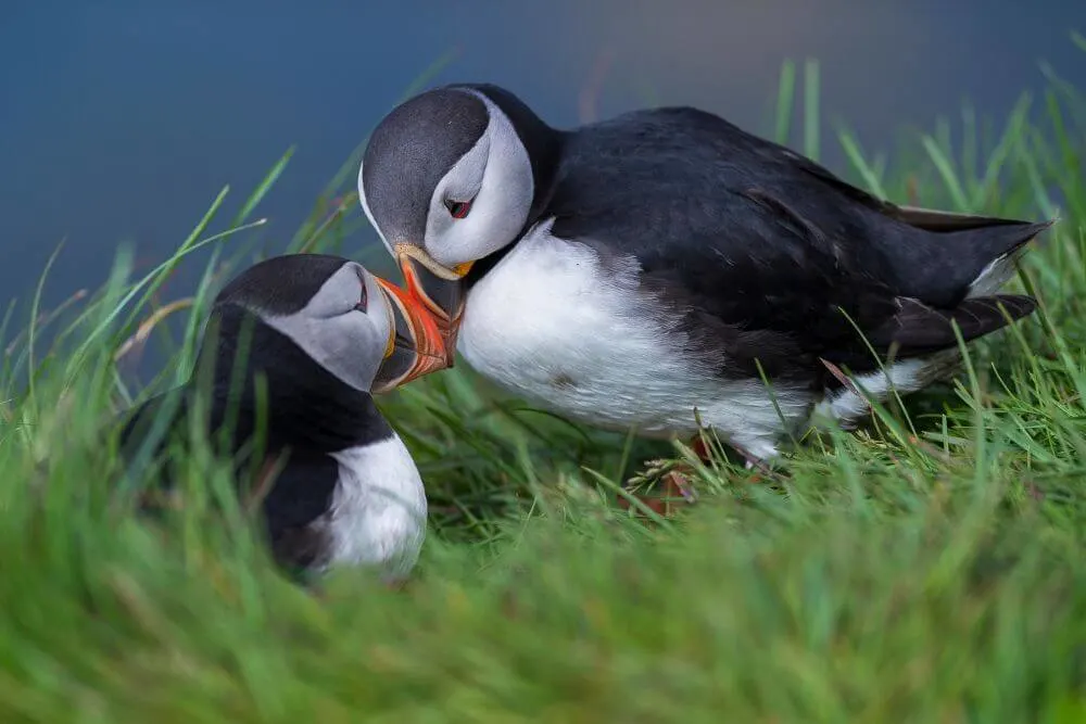 Puffin courtship involves bumping bills, which is called "billing".
