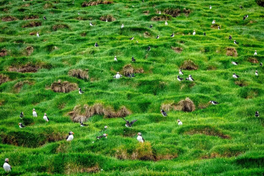 Puffin Burrows from the Faroe Islands.