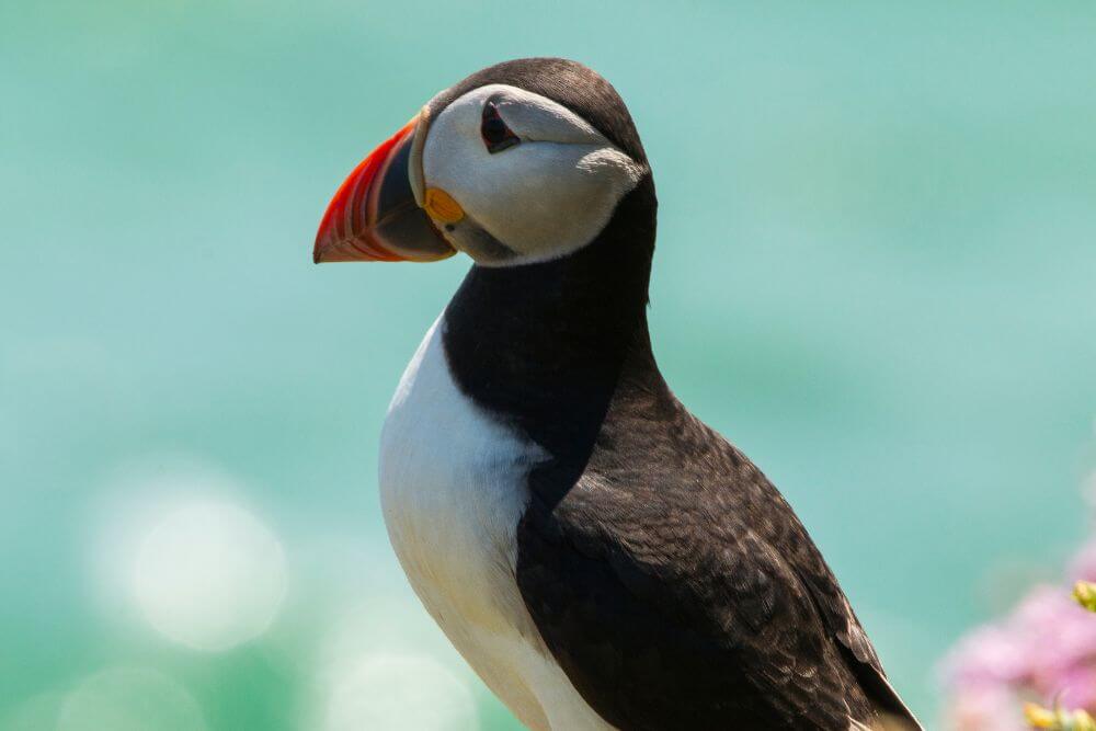 Puffins Ireland Complete Guide:  When and Where to See Them