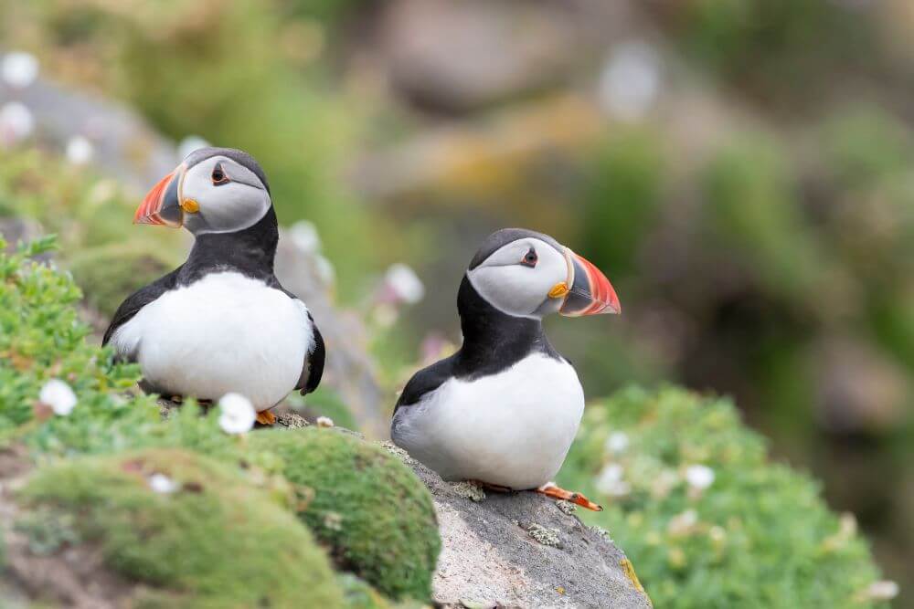 Atlantic Puffins on the Great Saltee Island, County Wexford. 
