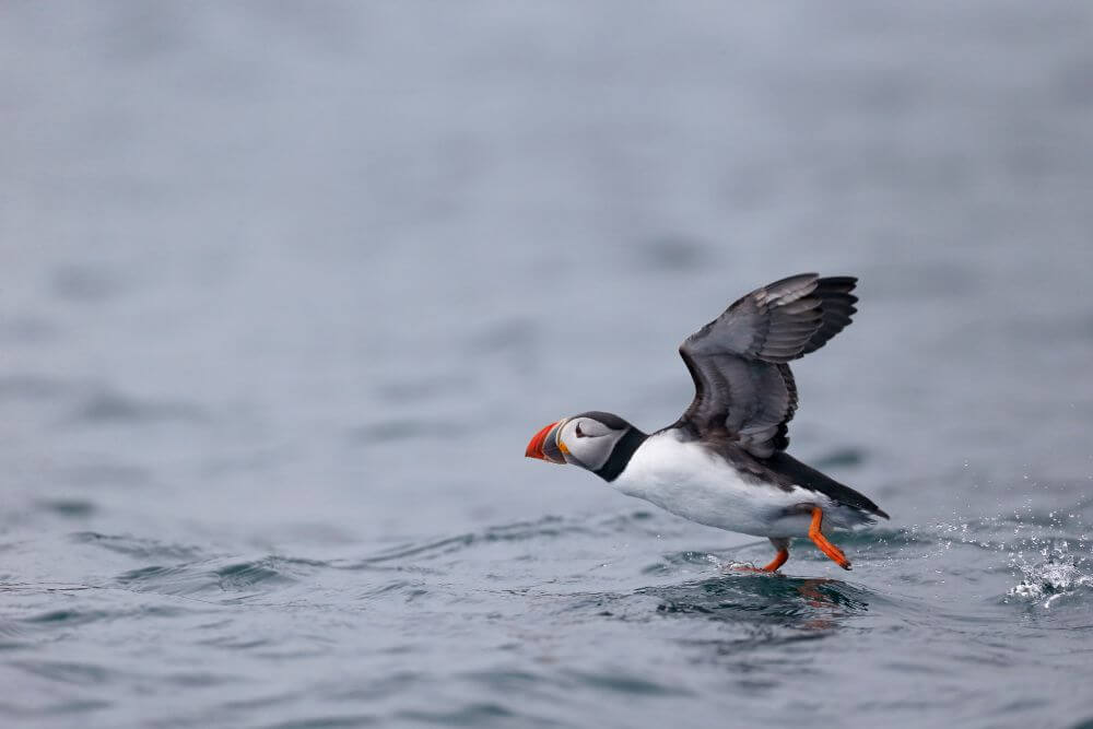 A Puffin takes flight from water