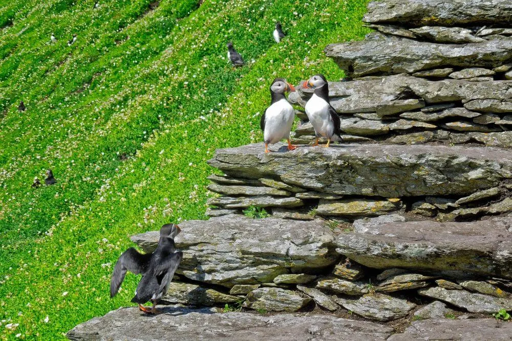 The Puffins on the steps of Skellig Michael.