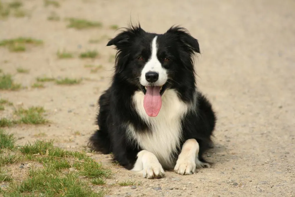 Border Collies are often used as sheepdogs in Ireland.