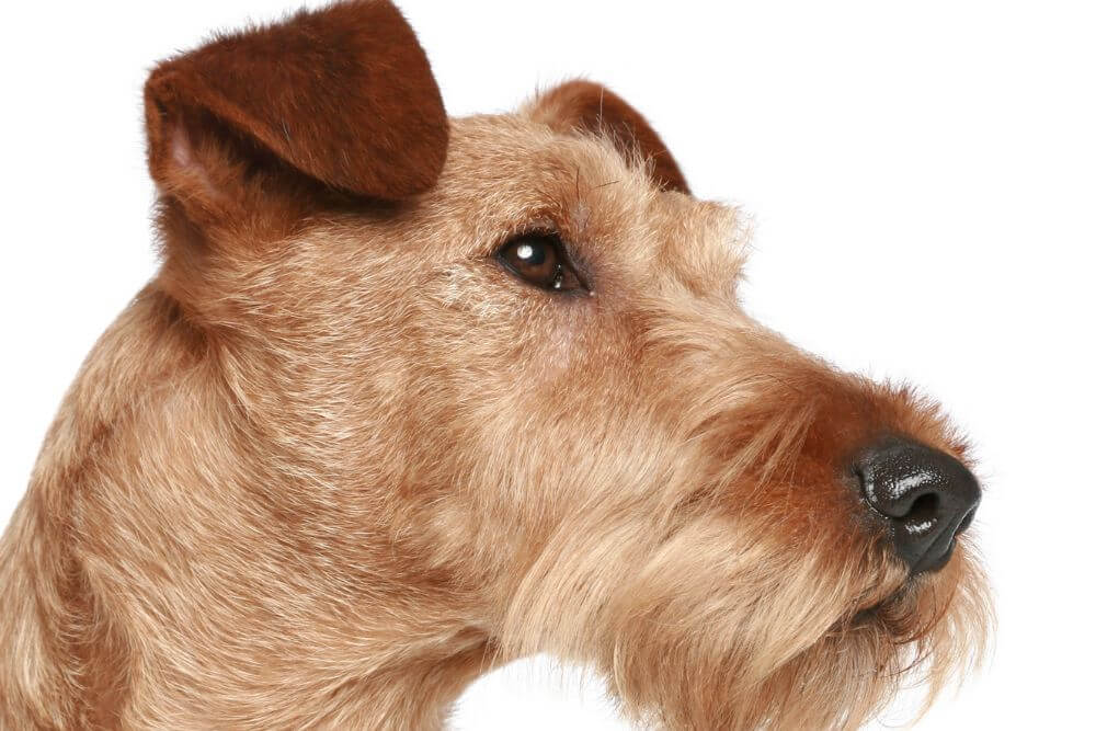 Irish Terrier face 