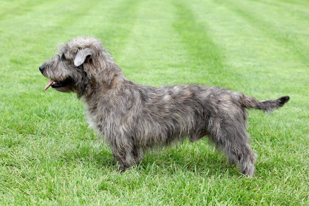 Irish Glen of Imaal Terrier im Gras