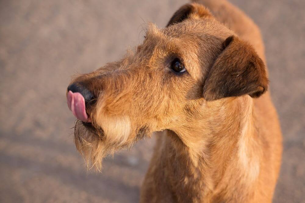 Ein hungriger Irish Terrier (Foto: Elina_L via Canva)