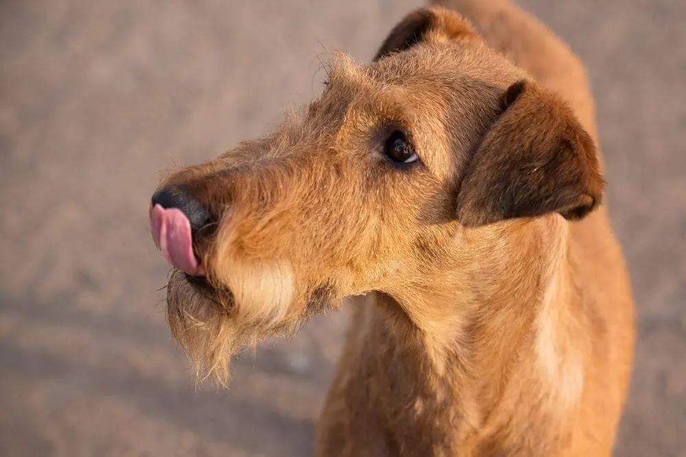 A hungry Irish Terrier (Photo: Elina_L via Canva)