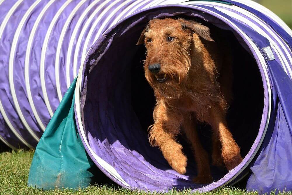 An Irish Terrier emerging from a tunnel as part of an agility trial. 