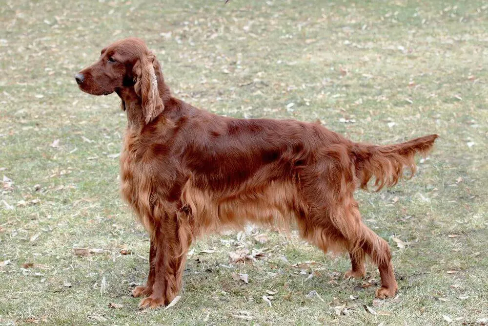Irish Setter with long feathering on the legs, bofy and tail. 