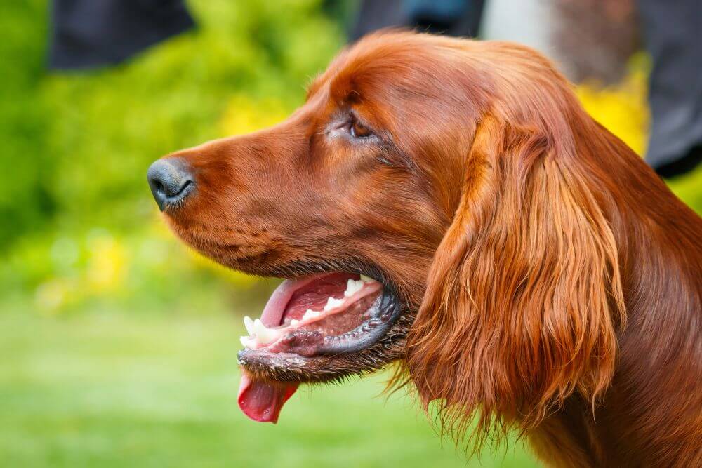 Irish Setter Breed Guide: All You Need to Know