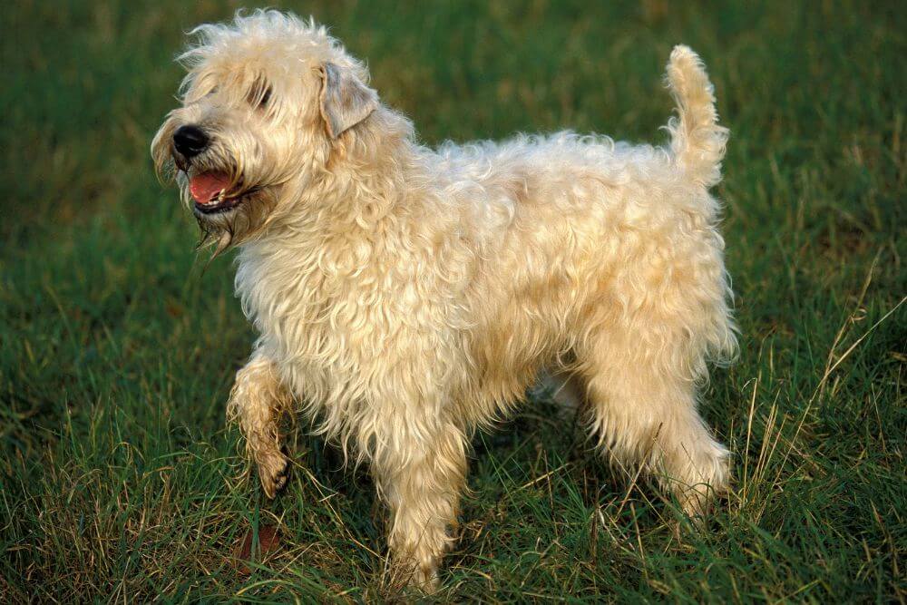 Der Irish Soft Coated Wheaten Terrier ist ein enger Verwandter des Kerry Blue Terriers.