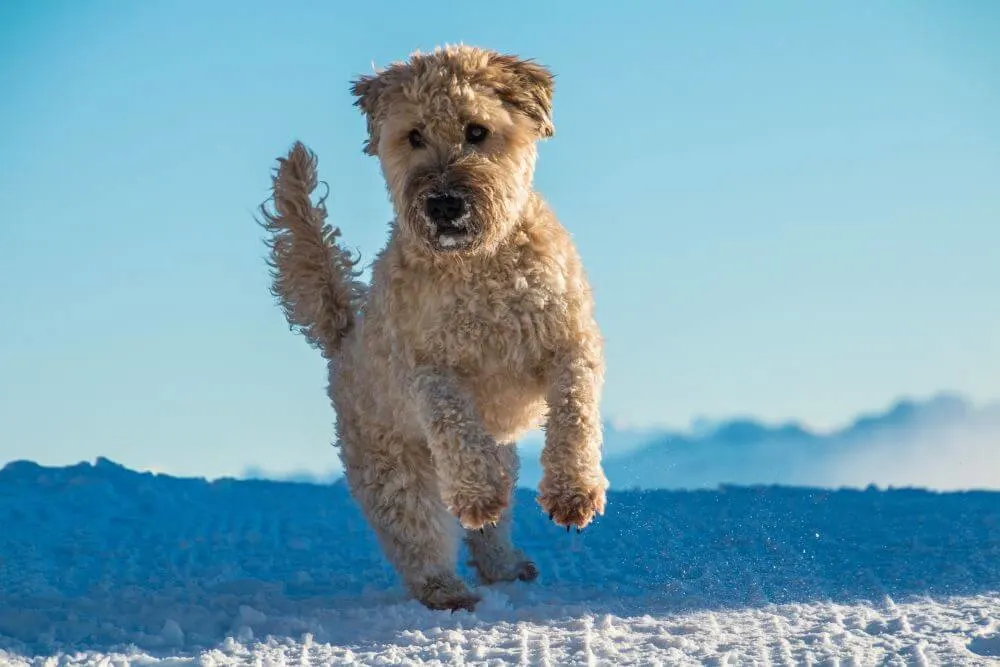 Irish Soft Coated Wheaten Terrier mid jump