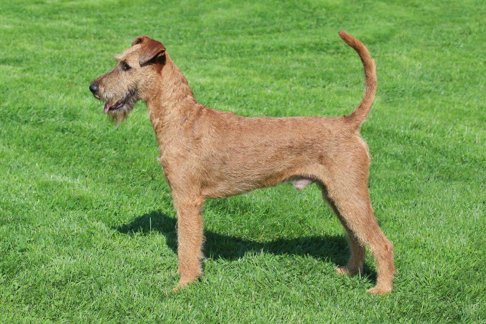 Irish Terrier Profile 