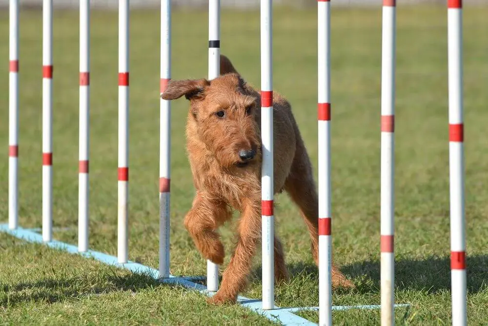 Irish Terrier competing in an Agility Trial 