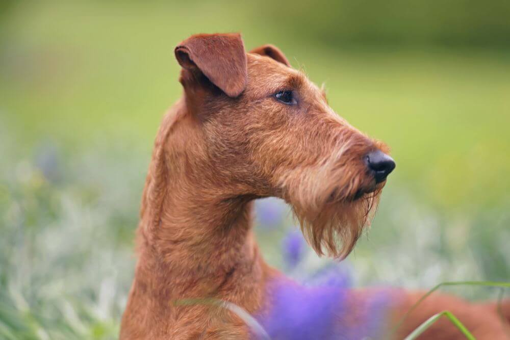 Ein Irish Terrier im Frühling. 