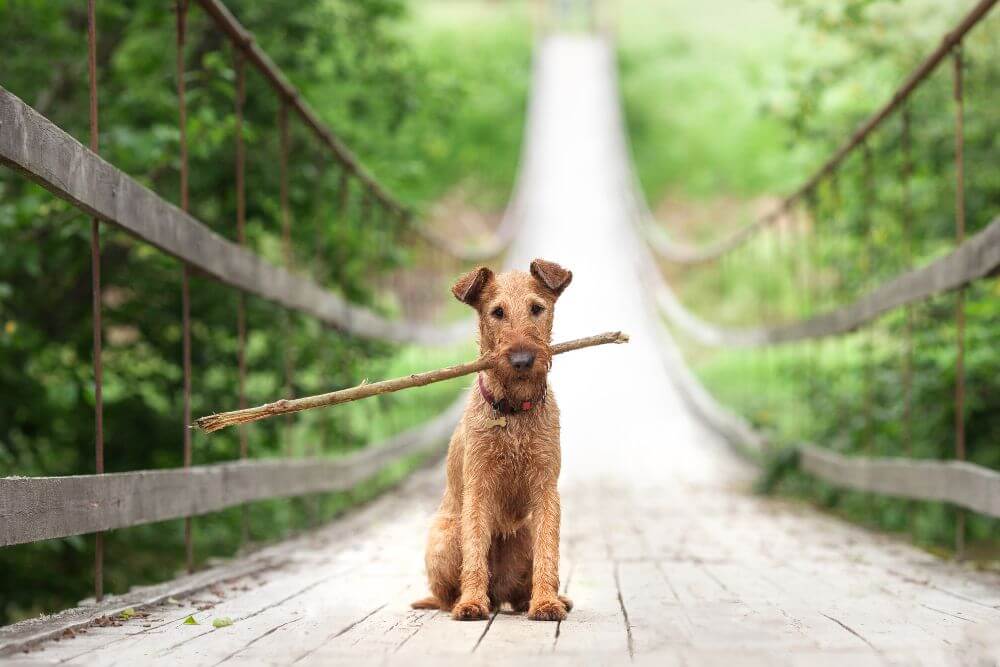 The loyal and devoted Irish Terrier 