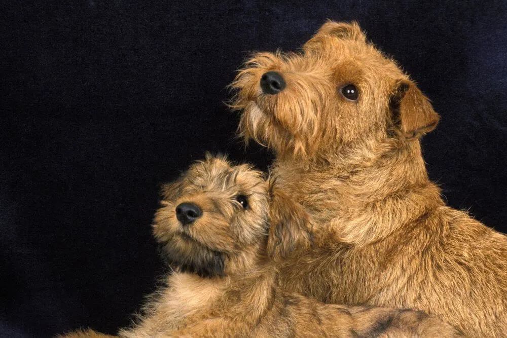 Irish Terrier mother and pup 