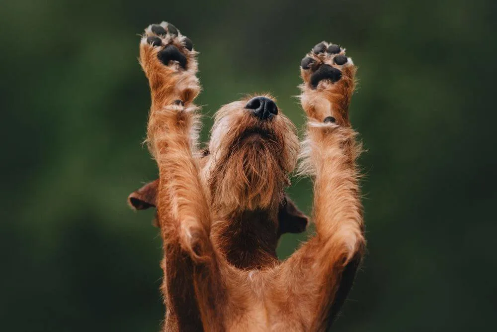 Who knows the answer?! Irish Terrier with paws in the air
