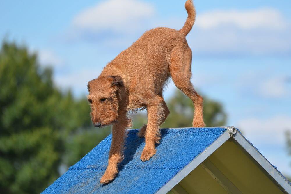 Irish Terrier excel in agility trials. 