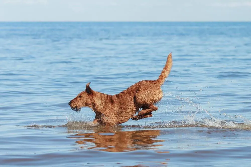Irish Terrier lieben es, im Wasser zu sein und zu schwimmen. 