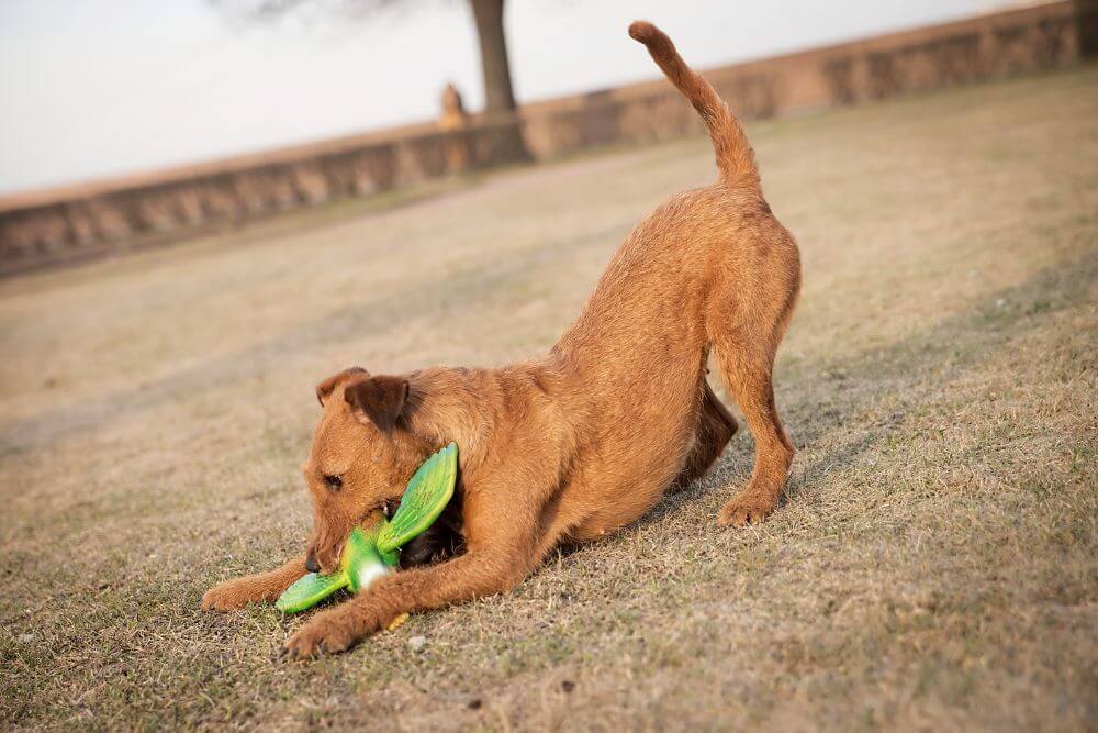 Irish Terriers love to play. 
