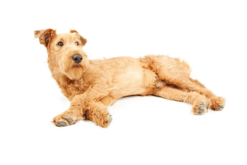 After a busy day, Irish Terriers love to relax.