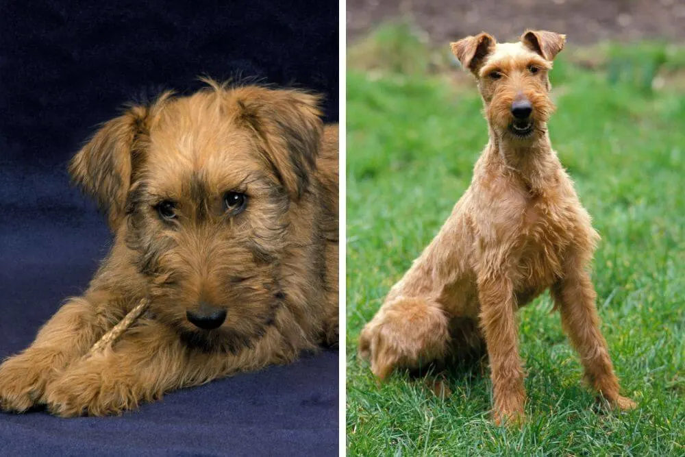 From pup to adult - Irish Terrier  