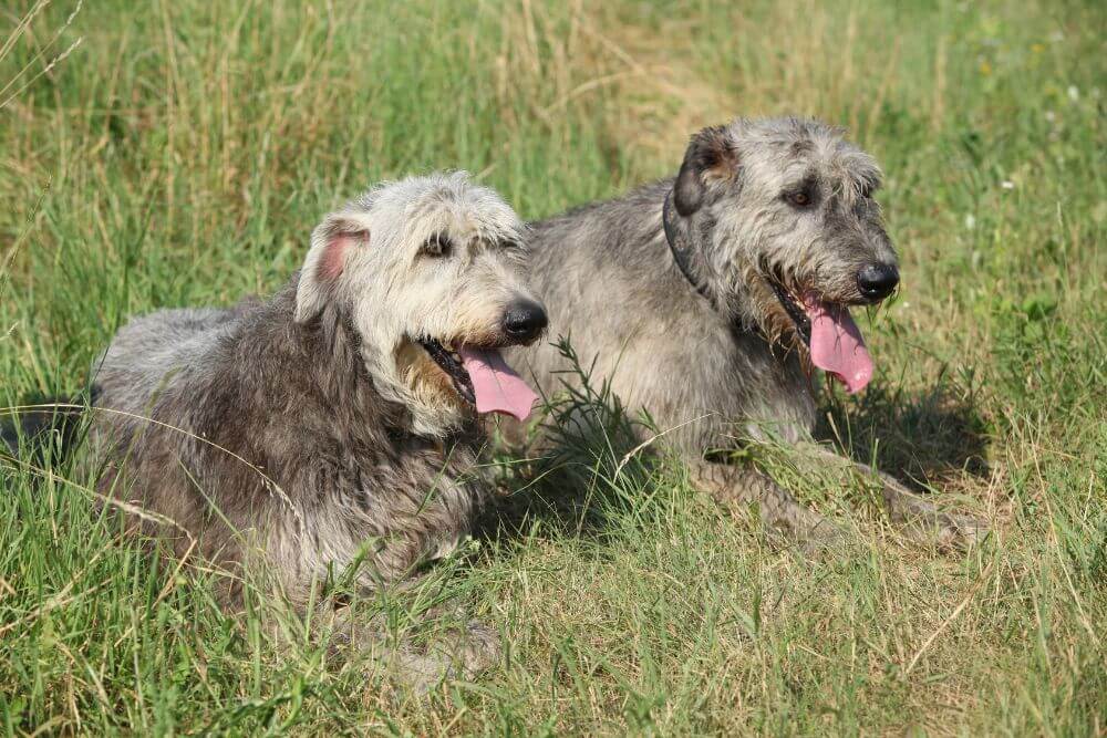 Two Irish Wolfhounds relaxing in grass