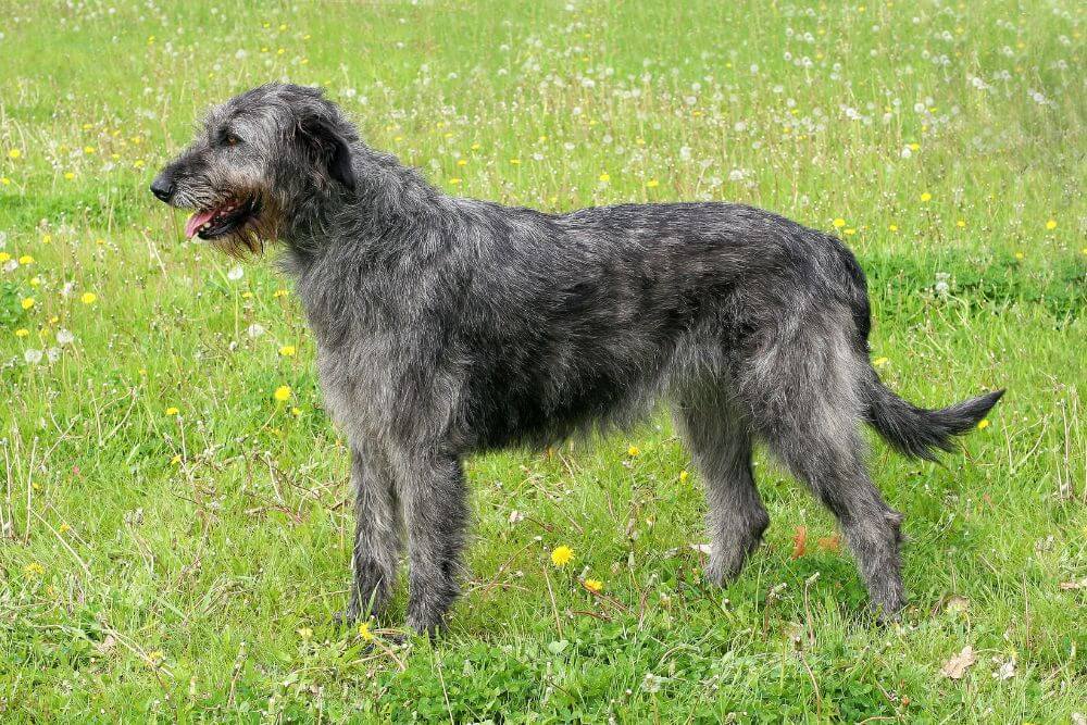Portrait of an Irish Wolfhound 