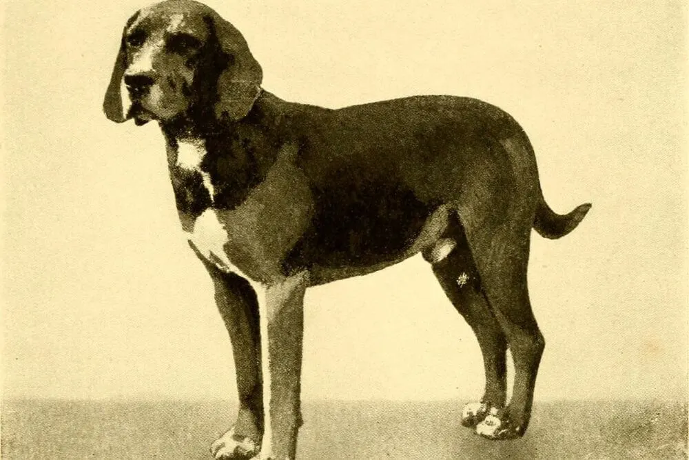 Ein Kerry Beagle namens Gangster auf einem Foto von 1913. 