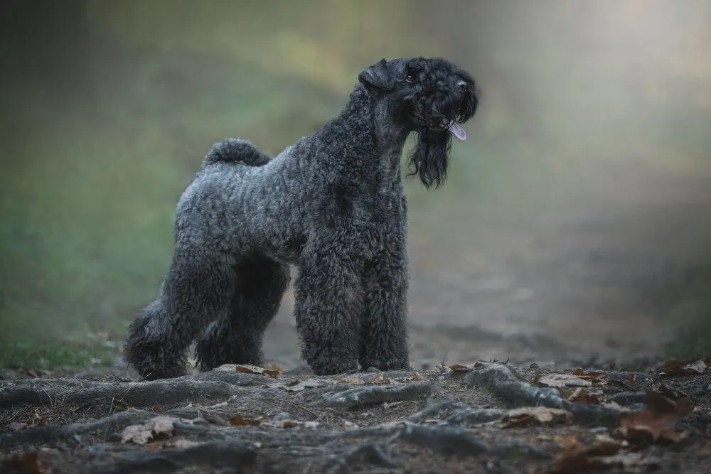 Kerry Blue Terrier Coat